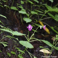 Impatiens yakandawalarum Gopallawa, Hapuarachchi & Jayathissa